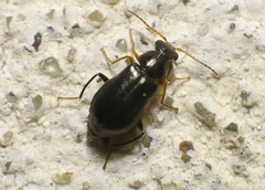 Ebaeus