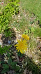 Hieracium maculatum