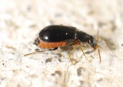 Ebaeus