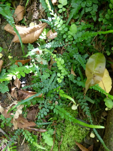 Tailed holly fern (Polystichum rhizophyllum)