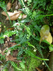 Polystichum rhizophyllum