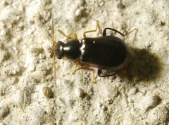 Ebaeus