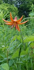 Lilium michiganense