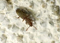 Oryzaephilus