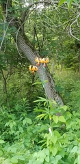 Lilium michiganense