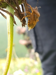 Carpocoris melanocerus