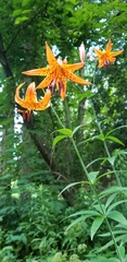 Lilium michiganense