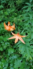 Lilium michiganense