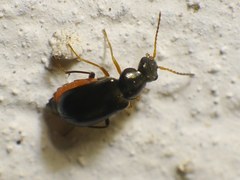 Ebaeus