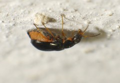 Ebaeus