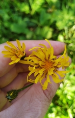 Crepis lyrata