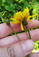 Crepis lyrata