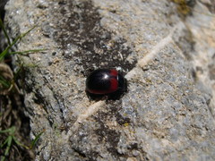 Chrysolina limbata