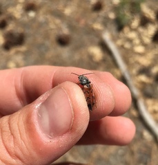 Pseudanostirus tigrinus