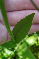 Crepis lyrata