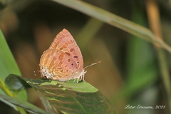 Arhopala silhetensis