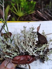 Cladonia rappii