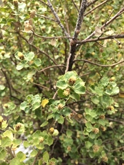 Baccharis rhomboidalis