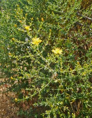 Hypericum triquetrifolium