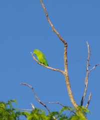 Forpus xanthopterygius