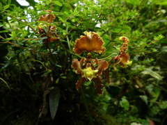 Cyrtochilum serratum