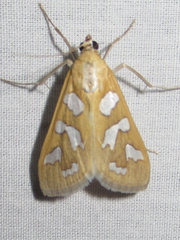 Diastictis robustior