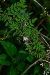 Rubus pungens oldhamii