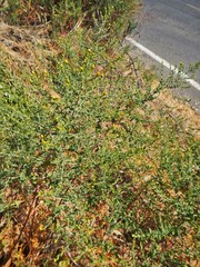 Hypericum triquetrifolium