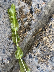 Potamogeton perfoliatus
