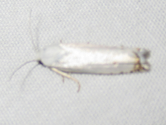 Hystrichophora vestaliana