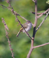 Hemitriccus margaritaceiventer