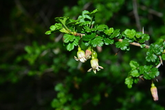 Ribes formosanum