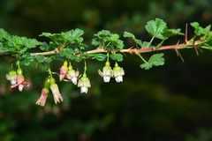 Ribes formosanum
