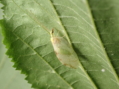Hemerobius marginatus