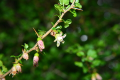 Ribes formosanum