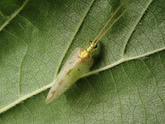 Hemerobius marginatus