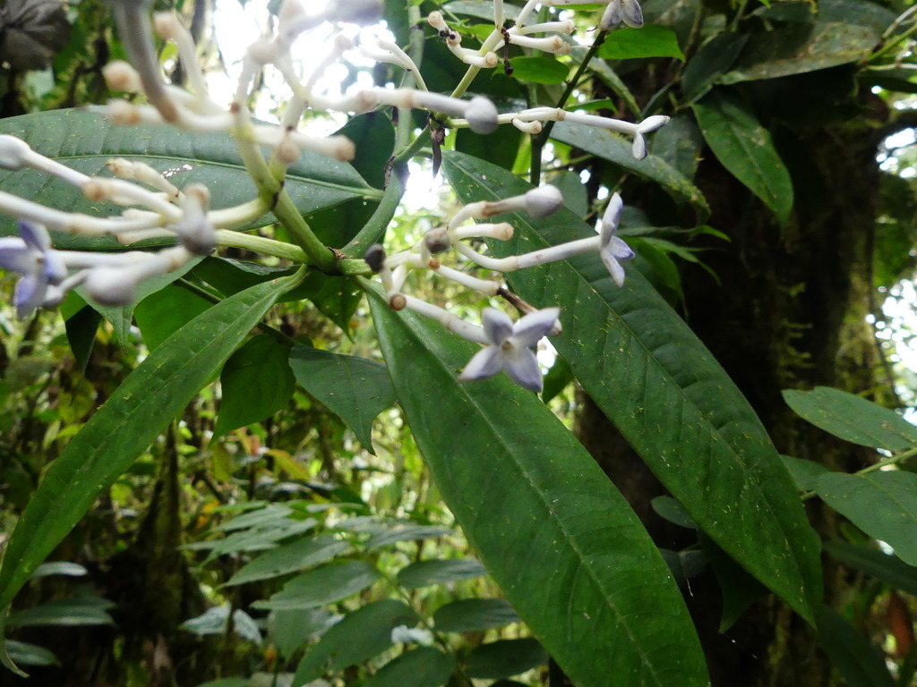 Faramea oblongifolia