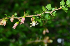 Ribes formosanum
