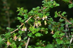 Ribes formosanum