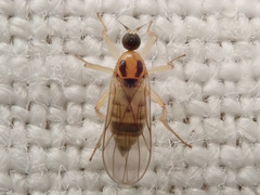 Elaphropeza ephippiata