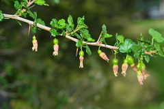 Ribes formosanum