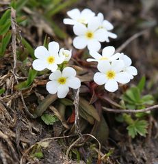 Androsace obtusifolia