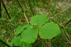 Trillium tschonoskii