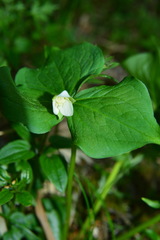 Trillium tschonoskii