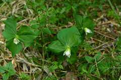 Trillium tschonoskii