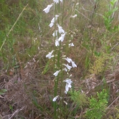 Lobelia paludosa