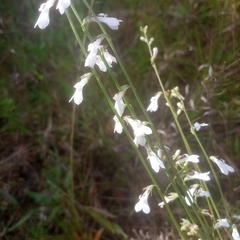 Lobelia paludosa