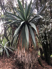 Furcraea parmentieri