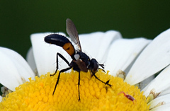 Cylindromyia interrupta