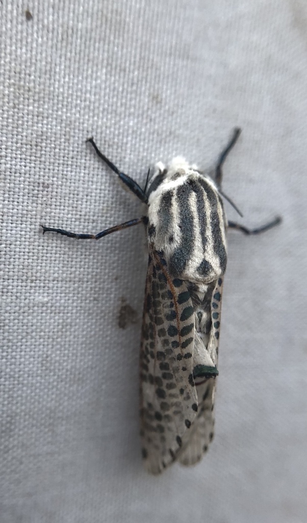 Orientozeuzera